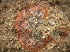 Watersipora cucullata