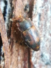 Epuraea biguttata