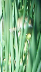 Spartonoica maluroides