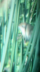 Spartonoica maluroides