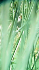 Spartonoica maluroides
