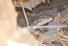 Phoenicolacerta troodica