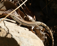 Phoenicolacerta troodica