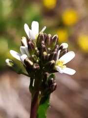 Arabis ciliata