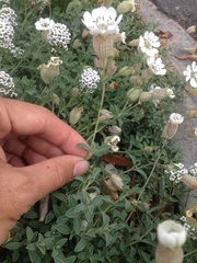 Silene uniflora uniflora