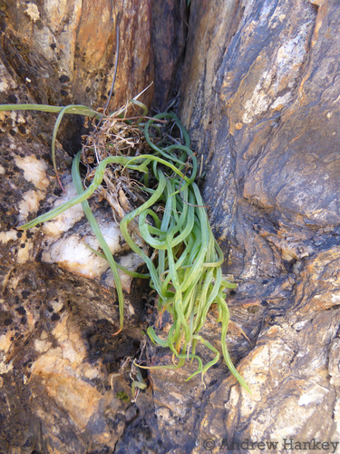 Bulbine pendens