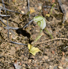 Pterostylis setulosa