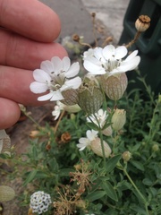 Silene uniflora uniflora
