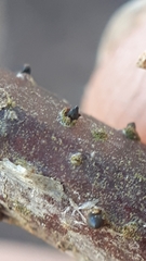 Godronia uberiformis