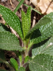 Stachys recta