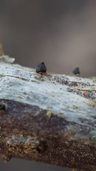 Godronia uberiformis