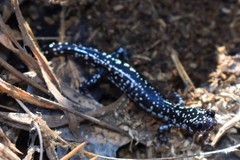 Plethodon sequoyah