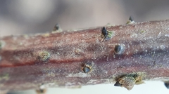 Godronia uberiformis