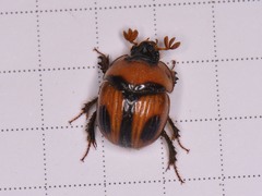 Bolbocerosoma confusum