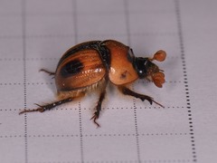 Bolbocerosoma confusum