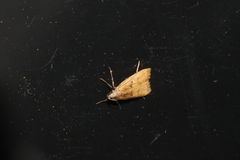 Dichomeris hamulifera