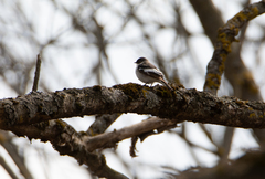 Ficedula semitorquata