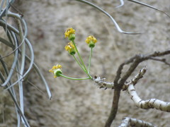 Pittocaulon filare