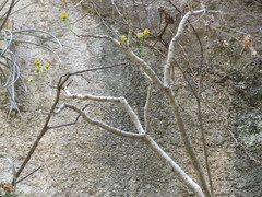 Pittocaulon filare