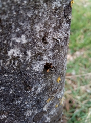 Orthotrichum anomalum