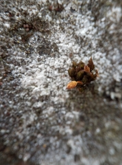 Orthotrichum anomalum