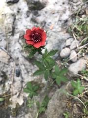 Potentilla thurberi