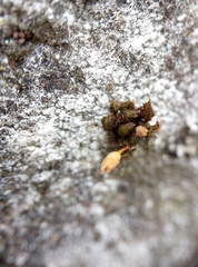 Orthotrichum anomalum