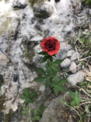 Potentilla thurberi