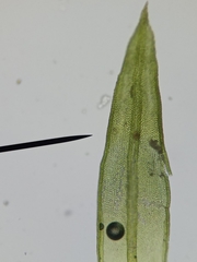 Orthotrichum anomalum