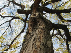 Celtis occidentalis