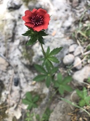 Potentilla thurberi