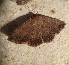 Blasticorhinus