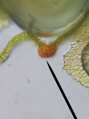 Orthotrichum anomalum