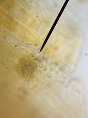 Orthotrichum anomalum