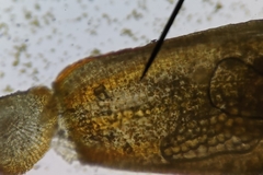 Orthotrichum anomalum