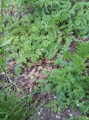 Anthriscus sylvestris