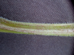 Anthriscus sylvestris