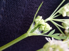 Anthriscus sylvestris