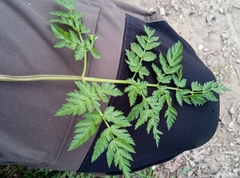 Anthriscus sylvestris