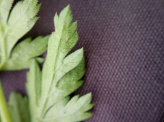 Anthriscus sylvestris