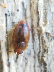 Epuraea imperialis