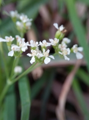 Anthriscus sylvestris