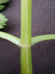 Anthriscus sylvestris