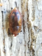 Epuraea imperialis