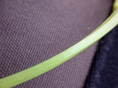 Anthriscus sylvestris