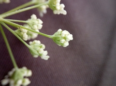 Anthriscus sylvestris