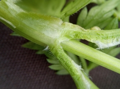 Anthriscus sylvestris