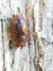 Epuraea imperialis