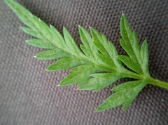 Anthriscus sylvestris