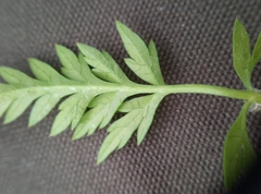 Anthriscus sylvestris